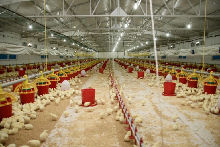 Şenpiliç ekosistemi sözleşmeli çiftliklerle  geçen yıl 4.200 kişiye istihdam sağladı