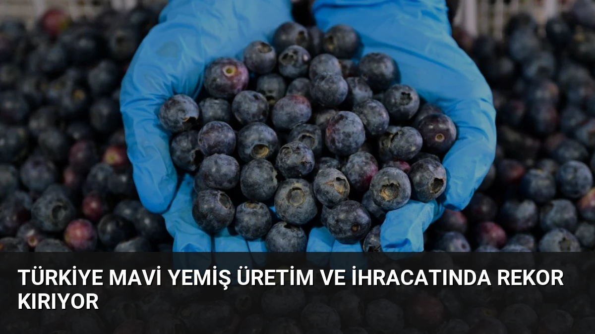 Türkiye Mavi Yemiş Üretim ve İhracatında Rekor Kırıyor
