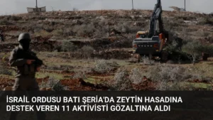 İsrail Ordusu Batı Şeria’da Zeytin Hasadına Destek Veren 11 Aktivisti Gözaltına Aldı