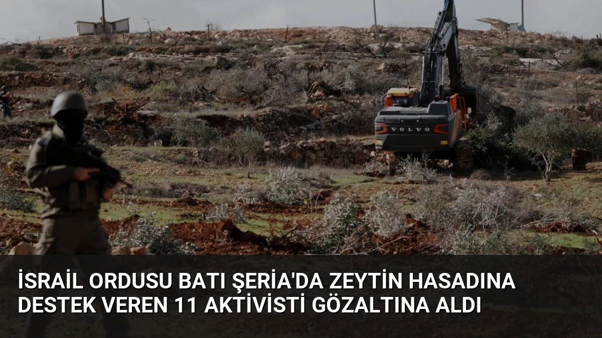 İsrail Ordusu Batı Şeria’da Zeytin Hasadına Destek Veren 11 Aktivisti Gözaltına Aldı