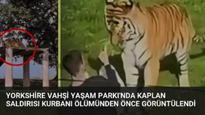 Yorkshire Vahşi Yaşam Parkı’nda Kaplan Saldırısı Kurbanı Ölümünden Önce Görüntülendi