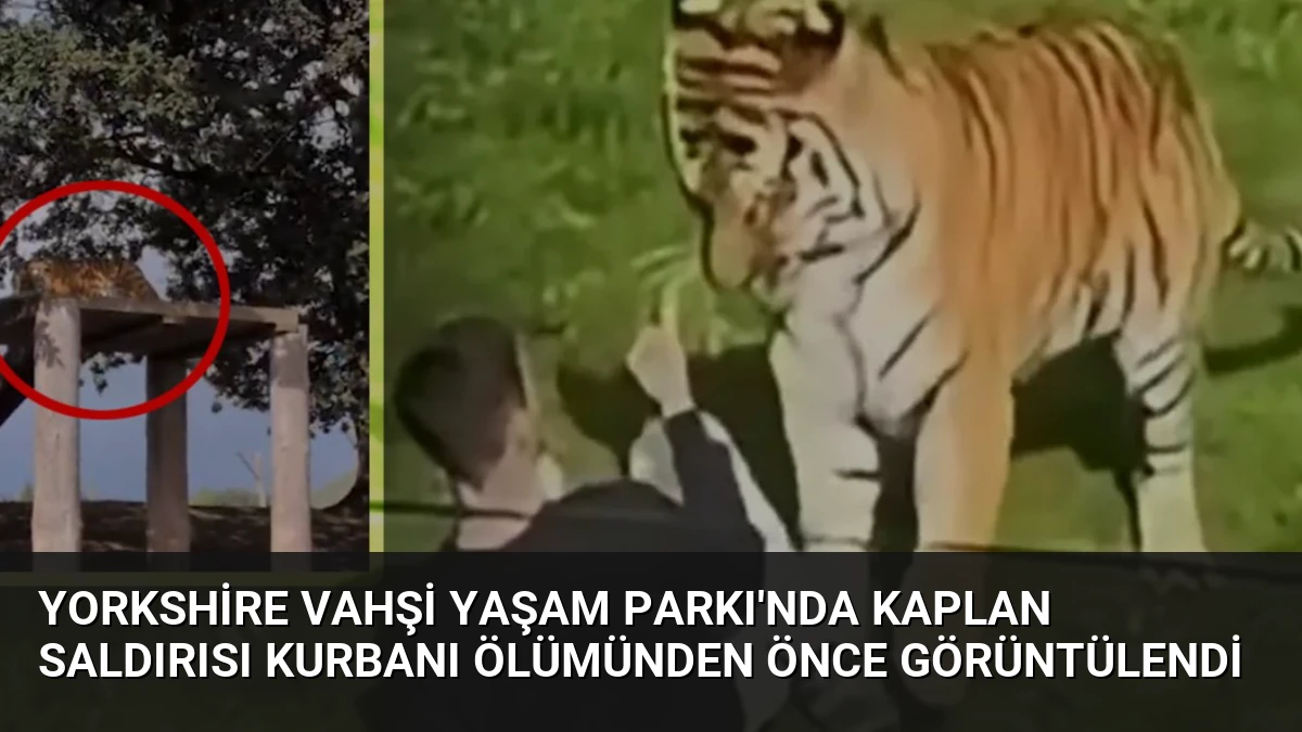 Yorkshire Vahşi Yaşam Parkı’nda Kaplan Saldırısı Kurbanı Ölümünden Önce Görüntülendi